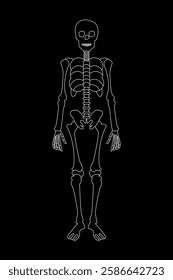 human skeleton line vector body bones structure on black background