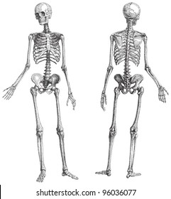 Human skeleton (male) / vintage illustration from Meyers Konversations  Lexikon 1897