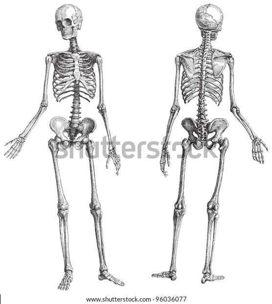 Human skeleton (male) /\
vintage illustration from Meyers Konversations-Lexikon\
1897