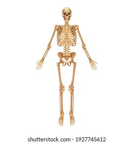 human skeleton - 91 Free Vectors to Download
