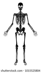 Skeletal System Images, Stock Photos & Vectors 