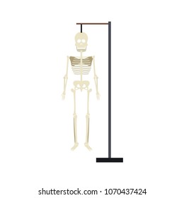 human skeleton model