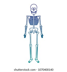 human skeleton model blue lines