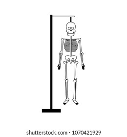 human skeleton model on black and white