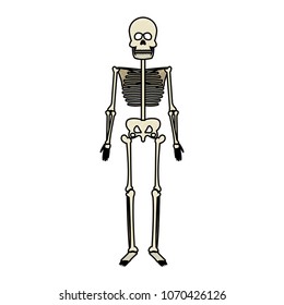human skeleton model scribble