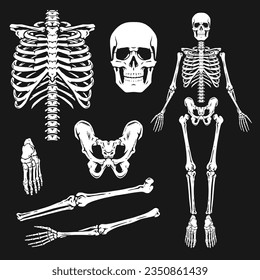 Human skeleton monochrome set elements with dead man bones and skull for anatomy poster or Halloween card design vector illustration