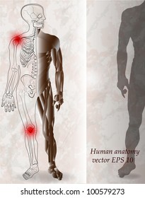 Human skeleton and muscle anatomy