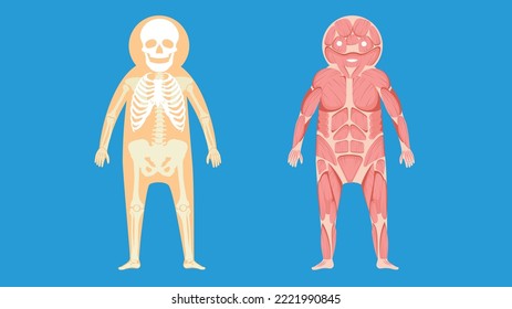 human skeleton and human muscles