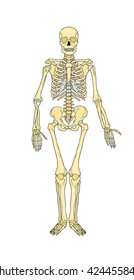 Human skeleton. Musculoskeletal system. Bones. Vector.