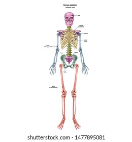 The human skeleton with the name and description of all sites. Human anatomy. Vector illustration isolated on a white background.