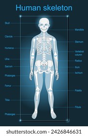 Esqueleto humano sobre fondo oscuro. Escaneo de la anatomía humana. Etiquetado de todos los huesos. Ilustración vectorial plana isométrica como imagen de rayos X