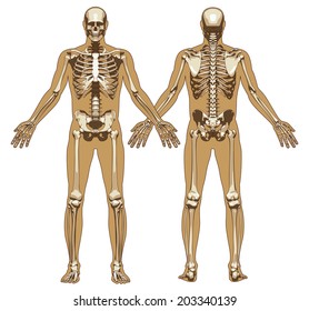 Human skeleton on flat body background. Front and rear view. Vector illustration