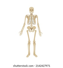 Human skeleton on a white background. Simple illustration of the structure of the human body.