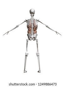 Human skeleton with organs. 3D Polygonal human skeleton with internal organs: heart, liver, lungs, kidneys. Back view. Vector illustration.