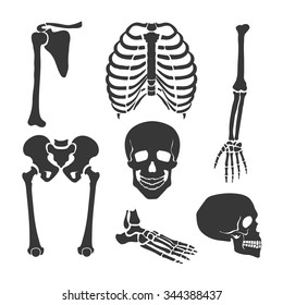 Human skeleton.  Orthopedic and spine, skull, hand and backbone illustration Vector set