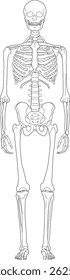 Human Skeleton Outline Drawing, Simple black and white outline illustration of a full human skeleton in anatomical position.