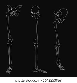 A human skeleton outline of the leg and thigh, featuring front, side, and isometric views. White line illustration on a black background with clean, detailed contours.
