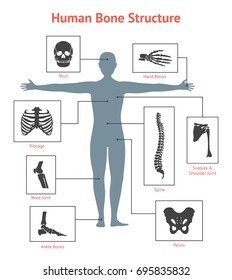 Human Skeleton and Part Set Anatomy Bone on White Background for Card or Poster . Vector illustration