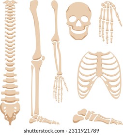 Human skeleton parts medical decorative elements isolated on white background