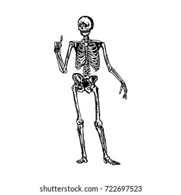 human skeleton pointing up or explaining something vector illustration sketch hand drawn with black lines, isolated on white background