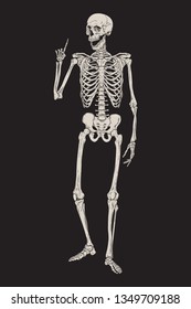 Human skeleton posing isolated over black background vector illustration. Hand drawn gothic style placard, poster or print design