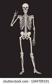 47,123 Human skeleton cartoon Images, Stock Photos & Vectors | Shutterstock