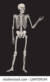 Human skeleton posing isolated over black background vector illustration. Hand drawn gothic style placard, poster or print design