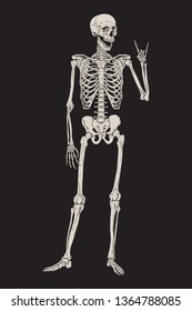 Human skeleton posing isolated over black background vector illustration. Hand drawn gothic style placard, poster or print design