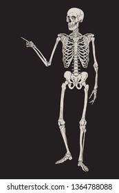 Human skeleton posing isolated over black background vector illustration. Hand drawn gothic style placard, poster or print design