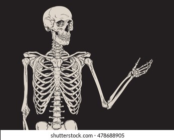 Human skeleton posing isolated