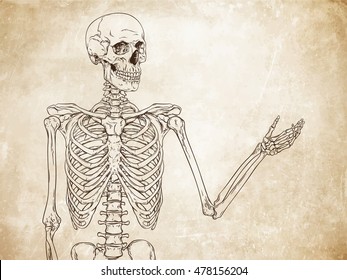 Human skeleton posing over old grunge paper background vector illustration