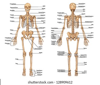 Human Skeleton Bones Chart