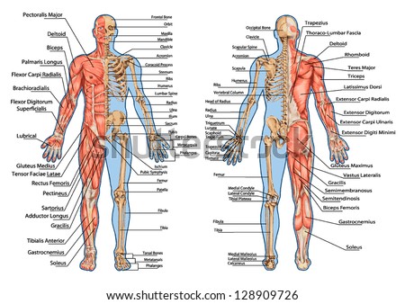 human skeleton from the posterior and anterior view - didactic board of anatomy of human bony and muscular system