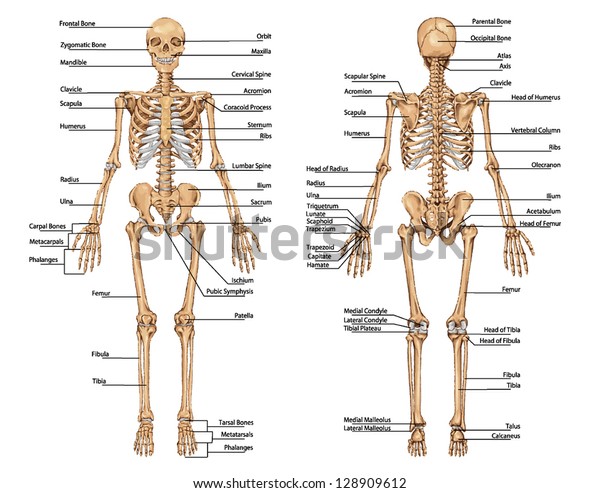 从后视角和前视角的人体骨骼 人体骨骼系统解剖学教学板库存矢量图 免版税