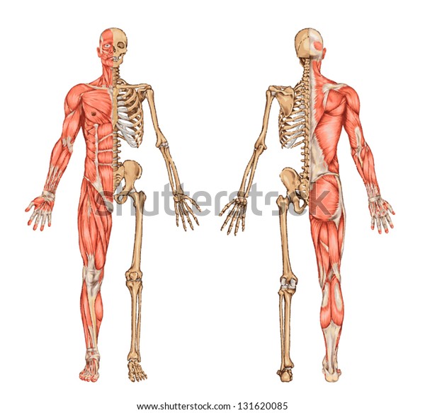 人間の骨と筋組織の構造を説明する 人間の後部と前部から見た骨と筋組織の骨盤 のベクター画像素材 ロイヤリティフリー