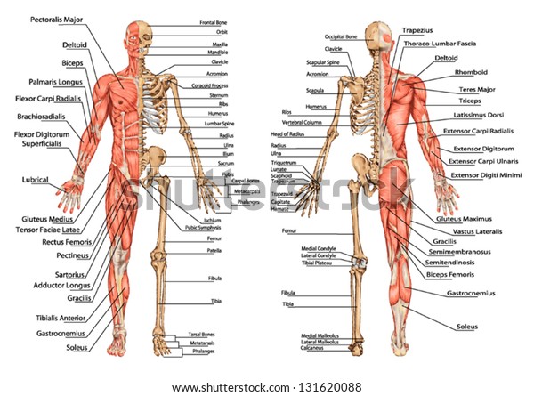 Spiksplinternieuw menselijk skelet van het achterste en stockvector (rechtenvrij YA-71