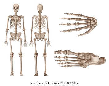 Human Skeleton, Posterior And Anterior Views, Study Human Anatomy Concept, Realistic Vector Illustration