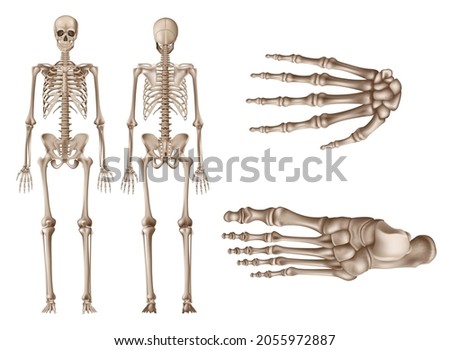 Human Skeleton, posterior and anterior views, study human anatomy concept, realistic vector illustration