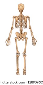 Human Skeleton From The Posterior View - didactic board of anatomy of human bony system