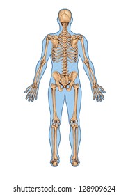 Human Skeleton From The Posterior View - didactic board of anatomy of human bony system