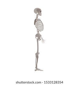 A human skeleton profile view flat style vector illustration isolated on a white background. Halloween party and biological or medicine post design element.