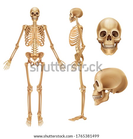 Human skeleton. Realistic front view of bones and joints, medical 3D illustration of skeleton elements. Vector anatomy illustration people skeletons on white background