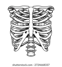 Anatomie des menschlichen Skelettkäfigs, Vektorgrafik.
