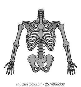 A Human skeleton with ribs on white background.