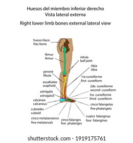 Human skeleton right lower limb bones external lateral view vector ilustration