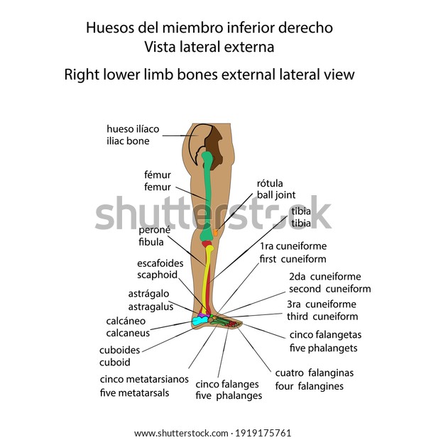 Human skeleton right lower limb bones\
external lateral view vector\
ilustration