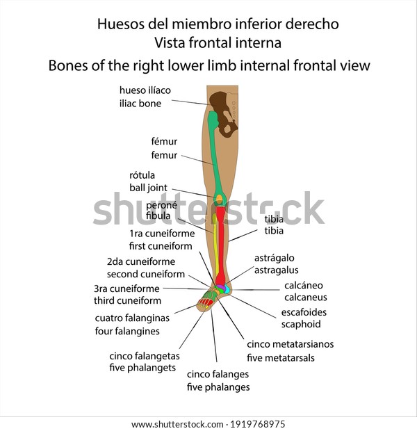 Human\
skeleton right lower limb bones internal front\
view