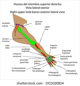 Human skeleton right upper limb bones external lateral view vector ilustration