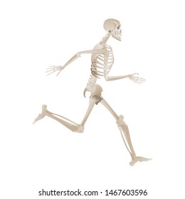 Human skeleton running fast and forward. Medical anatomy model with bent knee and lifted leg, bones position reference -vector illustration isolated on white background