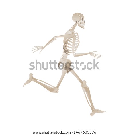 Human skeleton running fast and forward. Medical anatomy model with bent knee and lifted leg, bones position reference -vector illustration isolated on white background